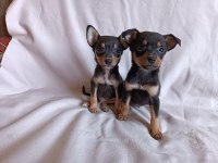Minyatür pinscher yavru köpeklerim