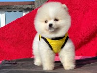 En şirin pomeranian boo yavruları