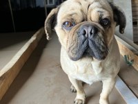1,5 yaşında pug erkek