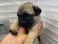 SAFKAN PUG YAVRULARI