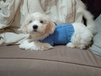 Maltese terrier erkek iki aylık