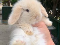 HOLLANDA LOP VE TEDDY LOP YAVRULAR