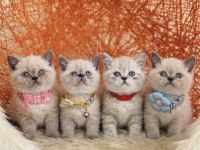 British Shorthair Dişi Erkek Sevimli Yavrular