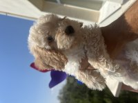 Yavru toy poodle bakımlı ve temiz