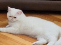 10 aylık dişi exotic shorthair