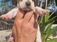Irk ve sağlık garantili beagle yavrular