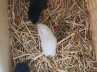 Beyaz ve Siyah 1 Aylık Suriye Hamster Yavruları