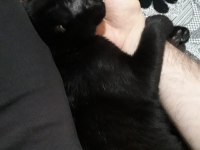 ÜCRETSİZ - Scottish Fold ve Bombay Kırması Bal Gözlü