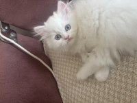 2,5 aylık yavru chinchilla kediler