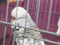 Muhabbet kuşlarımız için ulaşın