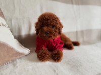 Toy Poodle Yavru Önce Canlı Görün