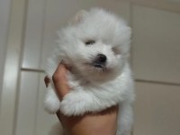 ORİGİNAL POMERANİANLAR
