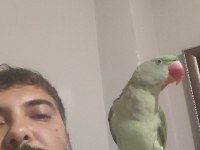 11 Aylık Yaşında Evcil Alexander Erkek Olabilir