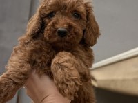 Toy Poodle Red Brown Bebekler