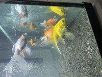 10-15 Cm Arası Japon Balıkları 4 Adet