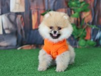 Orjinal Pomeranian boo yavrular