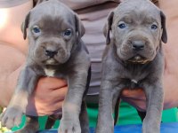 CANE CORSO YAVRULARI MÜKEMMEL ARAYANLARA