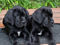 Cane Corso Son Yavrular Yetişen Kazanır Kapıda Ödemeli