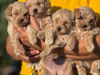 TEACUP KORE MALTİPOO YAVRULARI