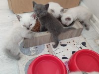 Safkan blue point british shorthair