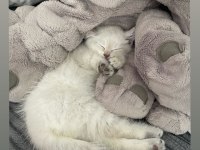 45 günlük british shorthair bilgi için mesaj atınız