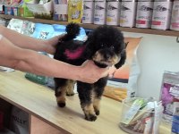 10 AYLIK DİŞİ KORE TOY POODLE