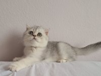 Scottish Fold Silver Erkek