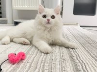 British longhair yavrumuza yuva arıyoruz