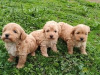 Maltipoo Bebekler