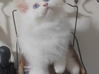 British longhair kedisi