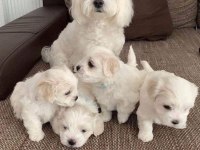 Show Kalite Maltese Bebeler