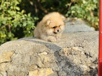 Yavru pomeranian köpeğimiz sağlık ve ırk garantilidir
