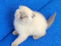Teslime hazır mükemmel Scottish Fold Blue point