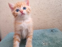 British Shorthair Golden ve Silver Point bebekler