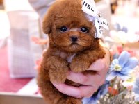 RED BROWN TOY POODLE BEBEKLERİM
