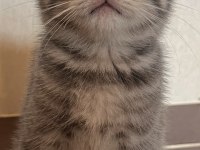 3.5 aylık erkek british shorthair