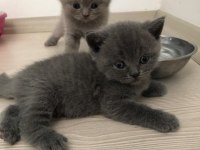 Gri british shorthair