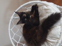 Maine coon Tortie