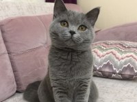 British shorthair