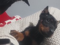 3 Aylık DOBERMAN Yavrularımız Mevcuttur