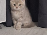 Sevimli lili