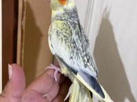 59 GÜNLÜK BEBEK SULTAN PAPAĞANI