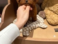 Orjinal Teacüp Pomeranian 