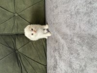 Scottish fold