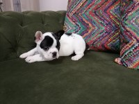 Anatomi Harikası French Bulldog Bebekler