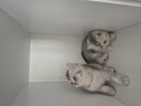 2 aylık british shorthair