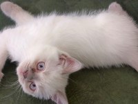 British Shorthair Bluepoint 2 aylık yavrular
