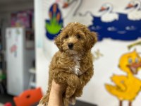 Maltipoo