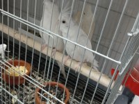 Albino eşli takım sultan papağanı