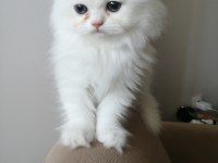 KAR BEYAZ BRİTİSH LONGHAİR DİŞİ